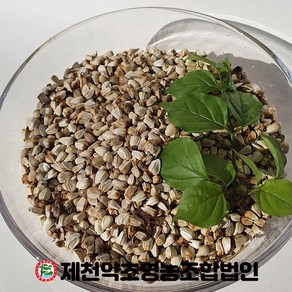 국산 홍화자(홍화씨) 500g 제천약초영농조합