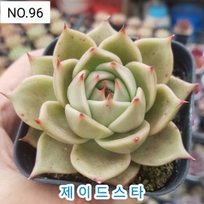 다육식물- 희귀 다육 100가지 모아보기, [NO. 96] 7.5cm 포트, 1개