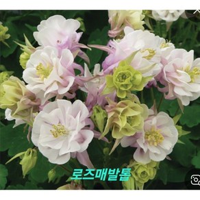 장미매발톱-로즈화이트(소품) [야생화담담], 1개