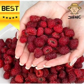 [그아저C] 산딸기 싱그러운 비타민 새콤달콤, 1개, 250g
