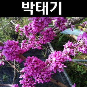 박태기 묘목 H1.0m 분묘1개/정원수 조경수, 1개
