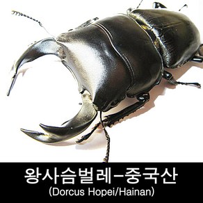 왕사슴벌레표본-중국산표본 Docus hopei, 수컷55-59mm, 1개