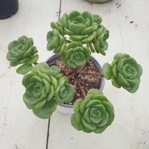 [수암다육] 릴리패드 랜덤발송 Aeonium 'Lily Pad' 다육 다육이 다육식물 482