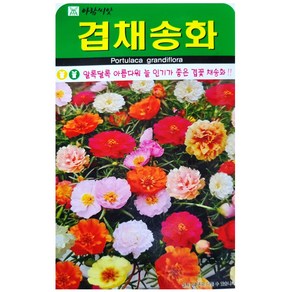 겹채송화 씨앗 1000립 겹꽃 채송화 키우기 꽃씨 종자, 1개