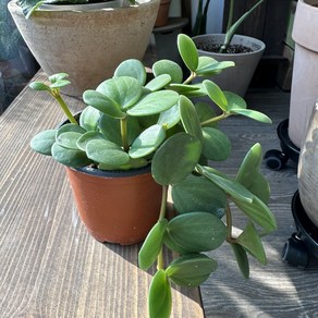 페페로미아 호프 peperomia hope