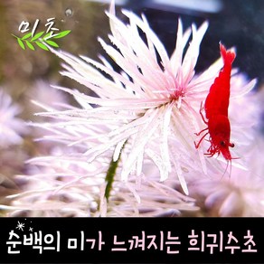 [미초] 루드위지아 먼치킨 슈퍼화이트 수초 1촉 / 중후경 수초 / 레이아웃 / 어항 수초, 1개