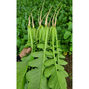 포천 아딸농원 여린열무 단품 연하고 아삭아삭 맛있는 산지직송 2kg4kg, 1개, 열무4kg