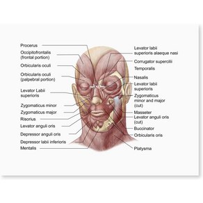 노 브랜드 라벨이있는 인간 얼굴의 얼굴 근육 포스터 인쇄 x, no fame