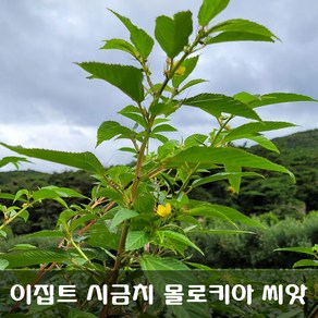 [해피플라워] 이집트 시금치 몰로키아 모로헤이야 씨앗 1g(약 1000립) / 봄 여름 파종 웰빙푸드 종자, 1개