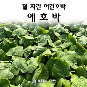 [모종심는아빠] 덜 자란 어린호박 애호박 모종, 모종10개