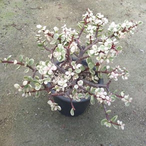 [수암다육] 컬러 아악무 랜덤발송 Portulacaria afra var. 'foliis-variegatis' 랜덤발송 다육 다육이 다육식물 590