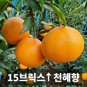 청담농수산 산지직송 당도보장 프리미엄 제주도 천혜향, 1개, 천혜향 2kg (7-12과)