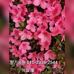 철쭉 묘목20주(영산홍 자산홍 백철) 30~40cm가량판매