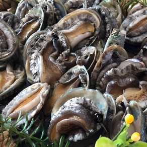 해신수산* 완도활전복 라면전복 40-70미 1kg 산지직송(평일오후2시 당일출고), 1개