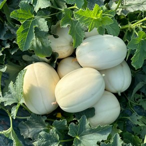 고령 명물 고당도 설향 멜론 달콤아삭 명품, 1박스, 설향멜론 2kg
