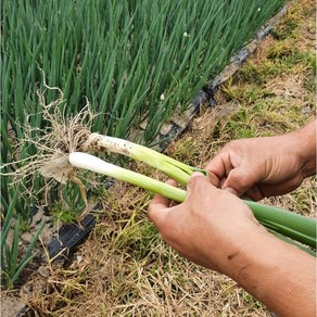 국내산 손질대파 1kg 2kg, 깐대파 1kg, 1개