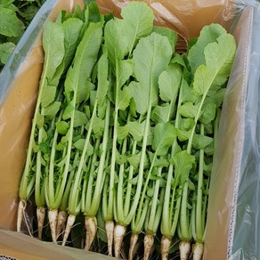 안산팜 사계절 아삭아삭 맛있는 열무 GAP 저탄소 인증, 1개, 열무 2kg