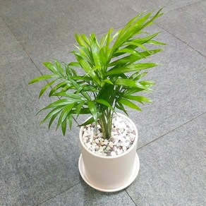 꽃피우는청년 새집증후군 미세먼지 제거 실내공기정화식물 원형 화이트 화분 (무광), 테이블야자, 1개