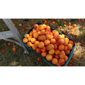 [라영셀렉트] 달콤살콤 강원도 노지 살구 산지직송 제철 과일, 1개, 중대과 500g (17과내외)