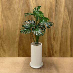 몬스테라 화분 대형