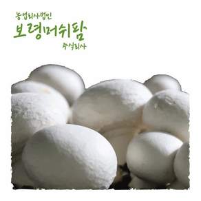 [보령머쉬팜]양송이버섯 1kg 2kg 가정용 직접재배, 흰색양송이파지1kg, 1개