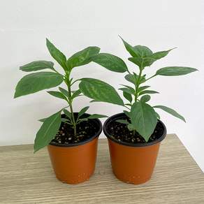 플랜시아 식용허브 타이바질 화분 2개 카파오 태국 향신료 베란다 텃밭 식용식물