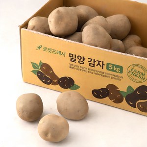 밀양 감자(햇), 5kg, 1개