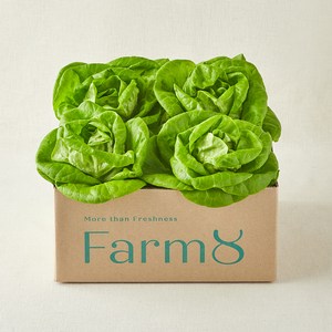 팜에이트 무농약 버터헤드레터스