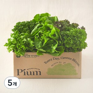 피움 무농약 인증 유러피안 샐러드 꾸러미, 1kg, 5개
