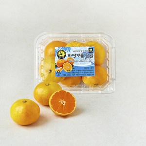 바당바름 감귤, 500g, 1개