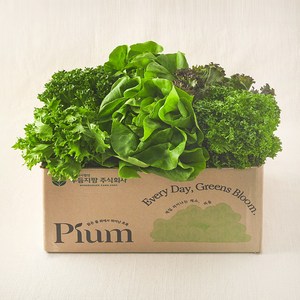 피움 무농약 인증 유러피안 샐러드 꾸러미, 1kg, 1개