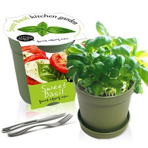 세경팜 컬러키친가든 텃밭 가꾸기 화분 세트 그린