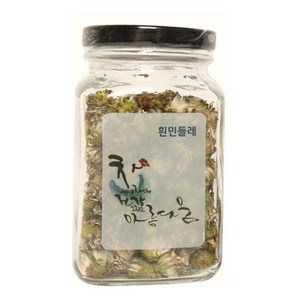 몸사랑 흰민들레꽃차 대