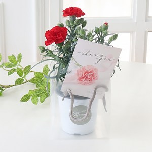 모리앤 사랑담은 카네이션 화분 + 쇼핑백, 레드, 1개
