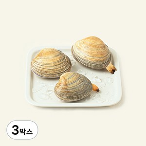 남해안 산지직송 자연산 생물 개조개 (냉장), 500g, 3박스