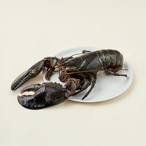 바이킹마켓 캐나다산 활랍스터, 1.5kg이상, 1개