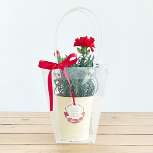 비에프에이 프레시가든 생화 카네이션 + 쇼핑백 + 화분 세트, 투명(쇼핑백), 1세트