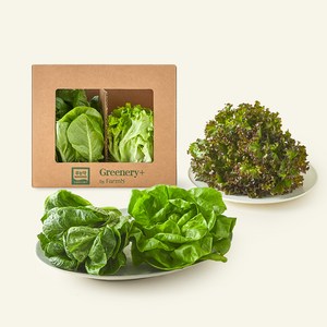 팜에이트 무농약 인증 Greenery+ 클래식 유러피안 샐러드믹스