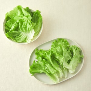 그린래빗 무농약 인증 유러피안 소프트믹스 샐러드, 100g, 1개