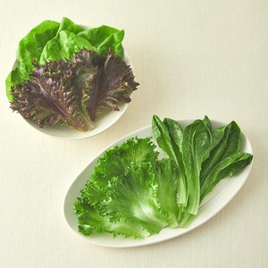 그린래빗 무농약 인증 유러피안 멀티플믹스 샐러드, 100g, 1개
