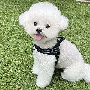 멍템 앞섬방지 강아지 하네스, 블랙, XS, 1개