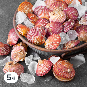아라보감 국산 생물 홍가리비 (냉장), 1.5kg, 5개
