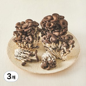 국내산 친환경 느타리버섯, 500g, 3개