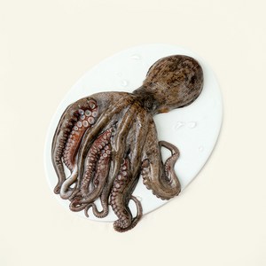 남해안 산지직송 자연산 생물 문어 (냉장)