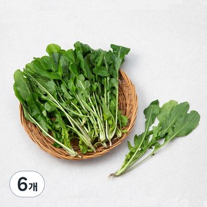 국내산 루꼴라, 100g, 6개