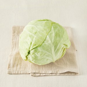 제주도 친환경 양배추
