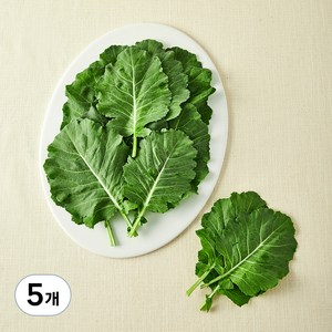 친환경 쌈케일, 100g, 5개