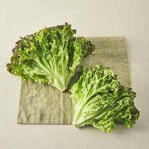 친환경 포기상추, 250g, 1개