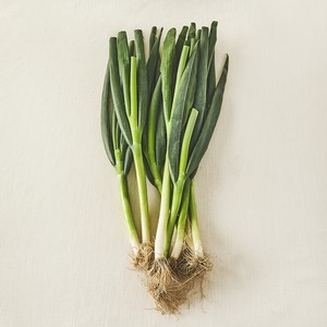 국내산 친환경 흙대파, 800g, 1개