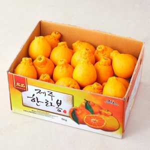 제주 한라봉 소과